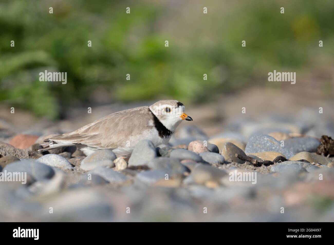 An endangered piping plover practically blends into the surrounding beach stones at McLaughlin Bay Wildlife Reserve in Oshawa, Ontario. Stock Photo