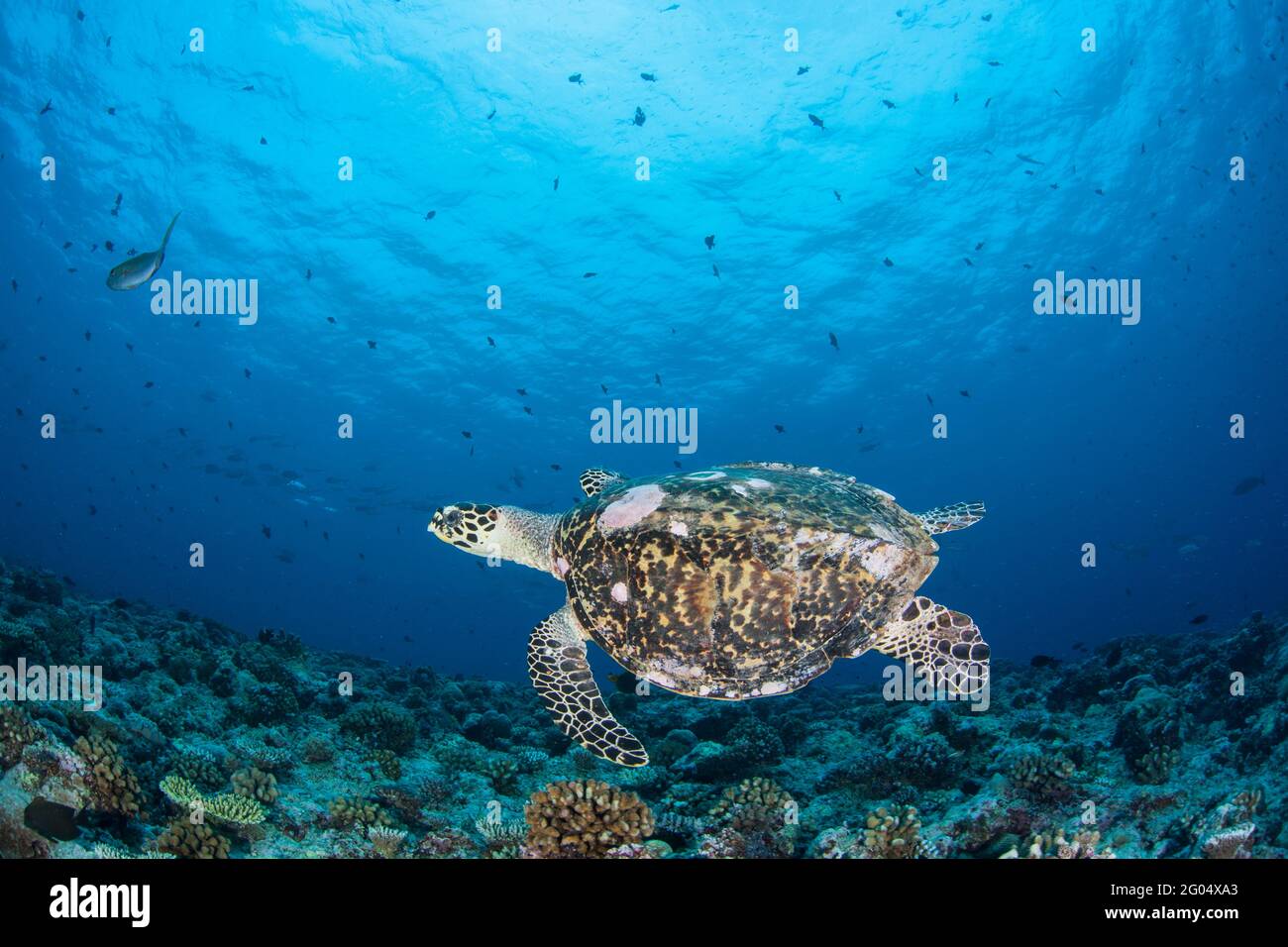 An endangered Hawksbill sea turtle swims over a coral reef in the Republic of Palau. This species is hunted for both its meat and its shell. Stock Photo