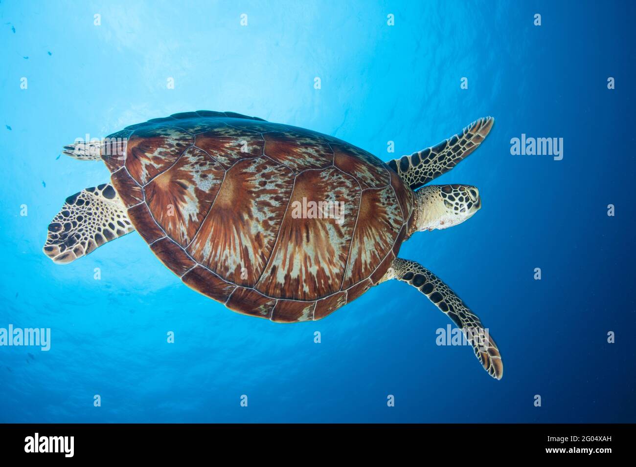 A Green sea turtle, Chelonia mydas, swims through clear blue water in Palau. This reptile is an endangered species due to it being hunted for food. Stock Photo