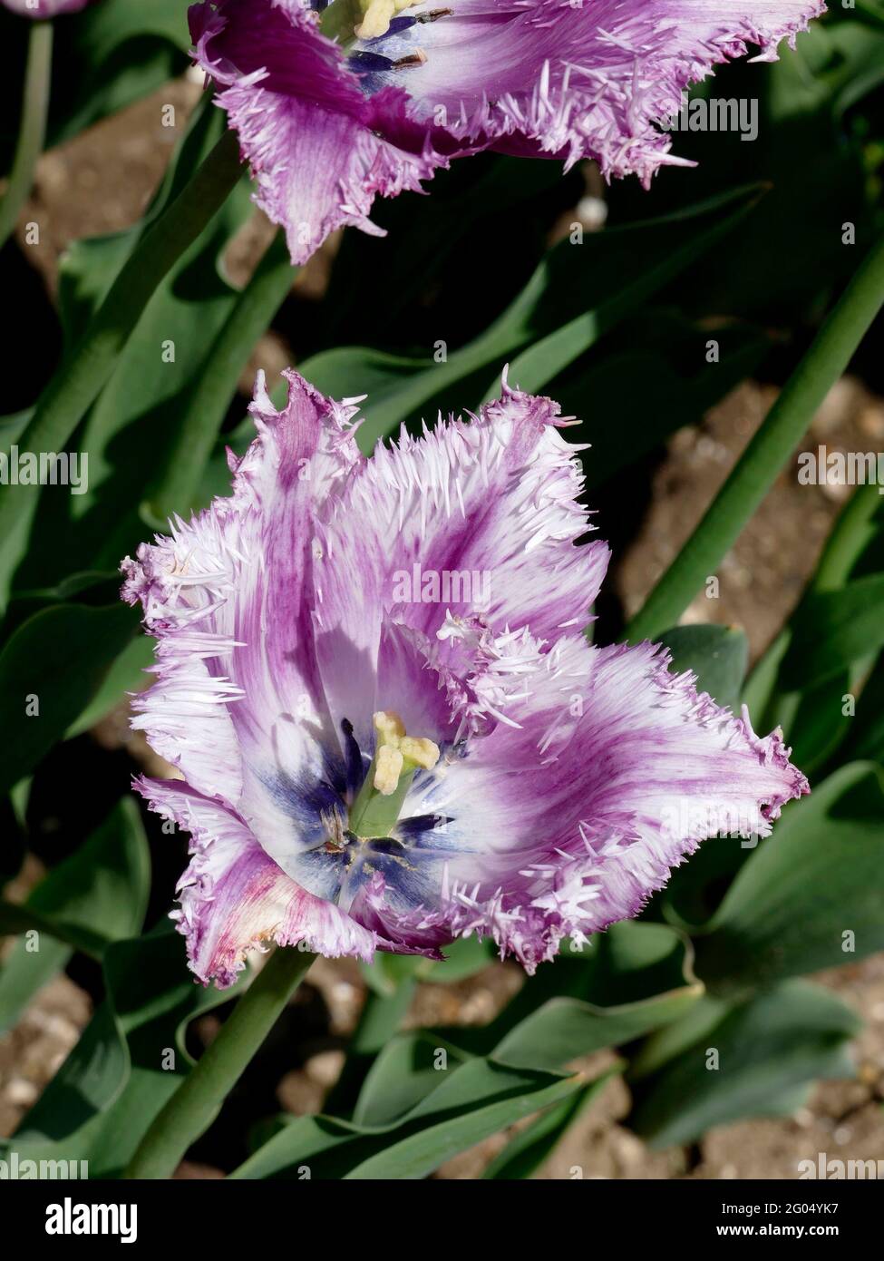 Purple Circus Tulip Flowers with Fringed Petals with White Frosted Tips Stock Photo