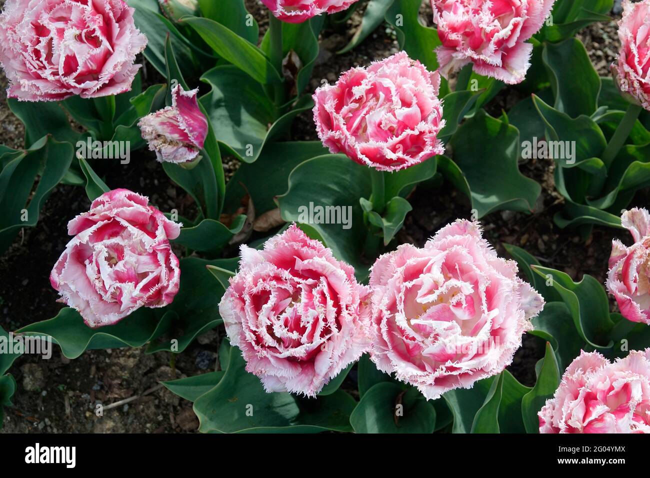 Pink Queenland Tulips with Ruffles on the Double Petals of Serrated Edges and White Tips Stock Photo