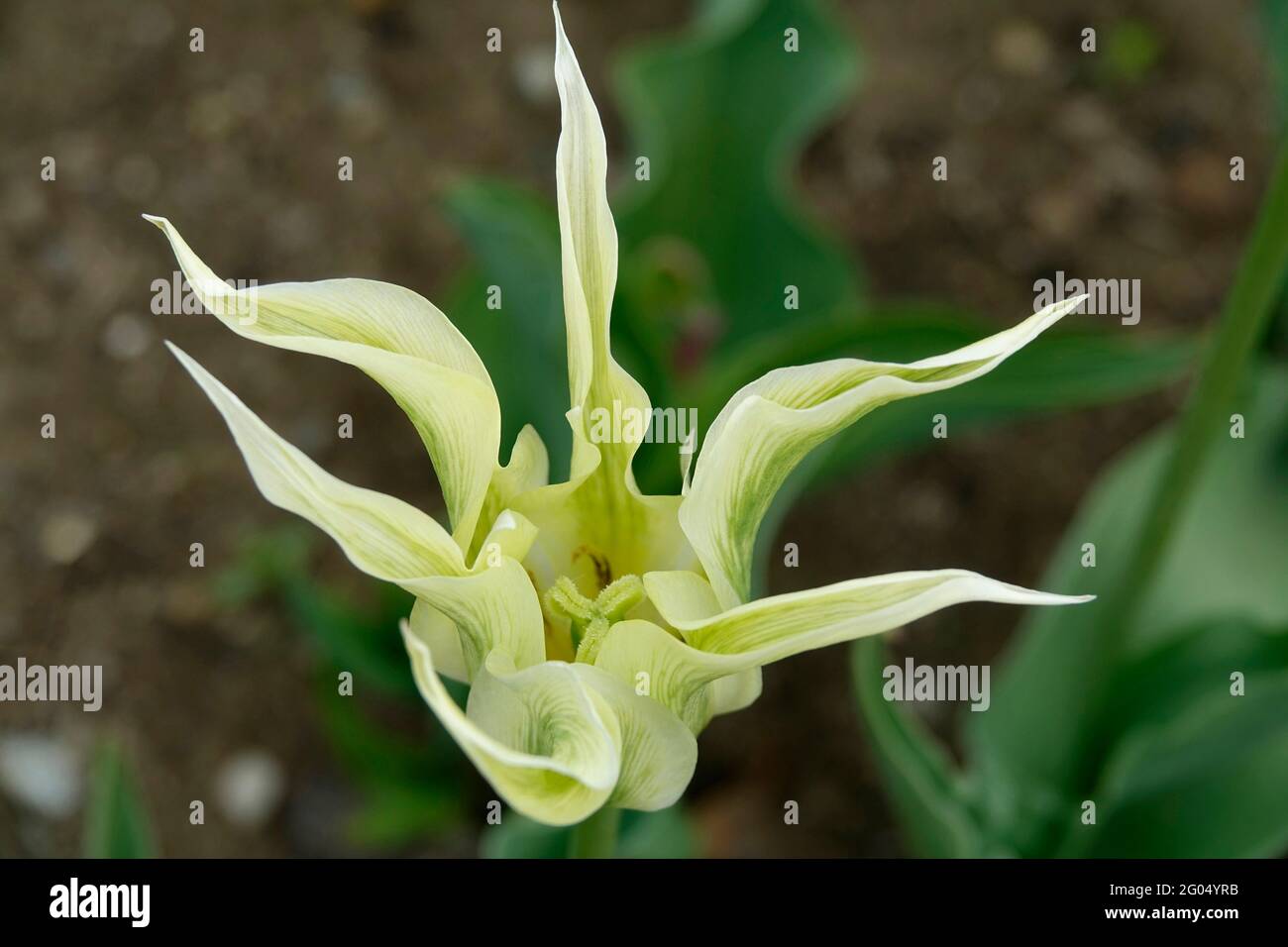 Lily Flowering Spring Green Tulip with Ivory White Petals Pointing Outward Stock Photo