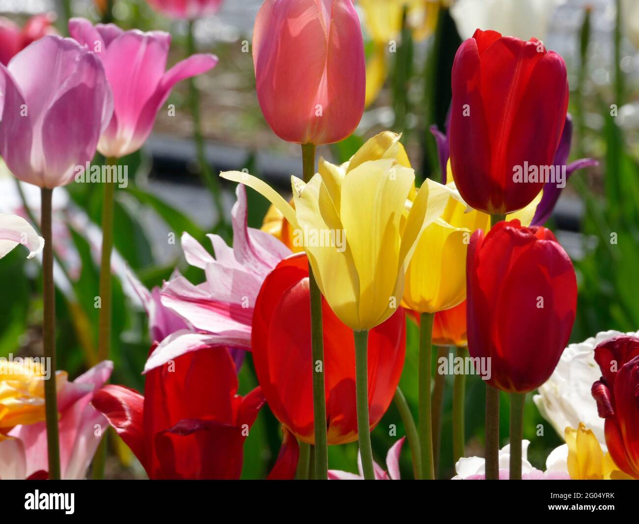 A Colorful Variety of Stretch Mix Tulips in Yellow Red and Pink Growing  in a Garden on a Sunny Day Stock Photo