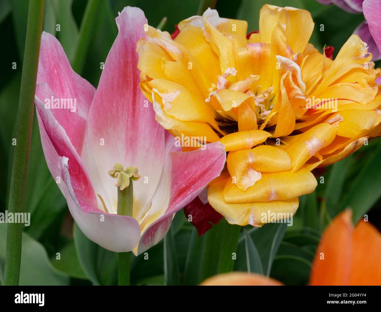 A Light Pink Lily-Flowered Ballade Tulip Next to a Yellow and Red Streaked Monsella Tulip Stock Photo