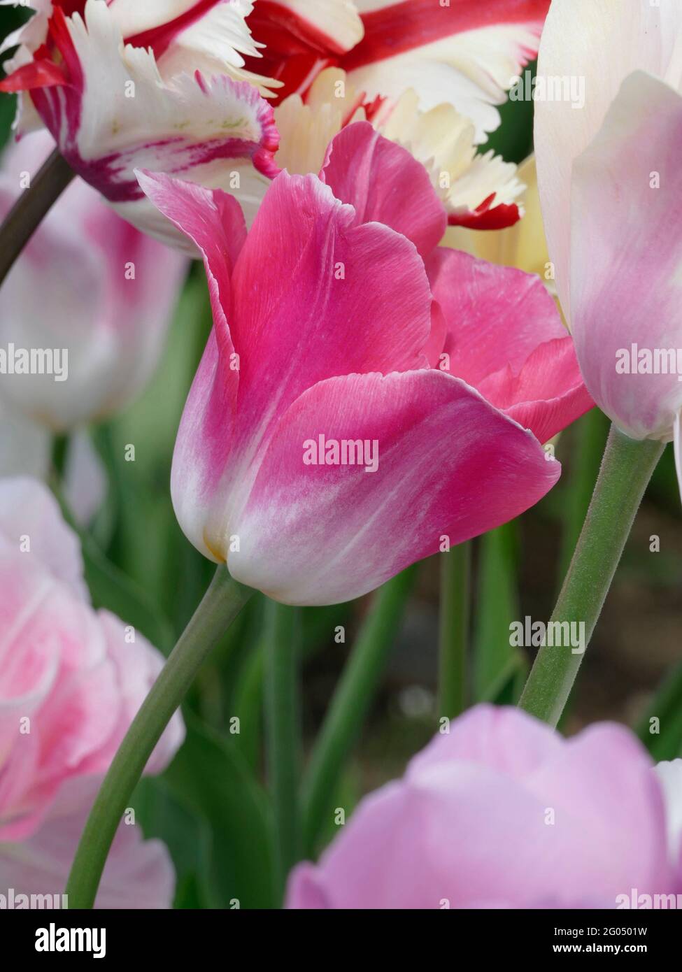 The Award Winning Dreamland Tulip with Petals Showcasing a Gradient of White and Soft Pink in a Garden of Colorful Tulips Stock Photo