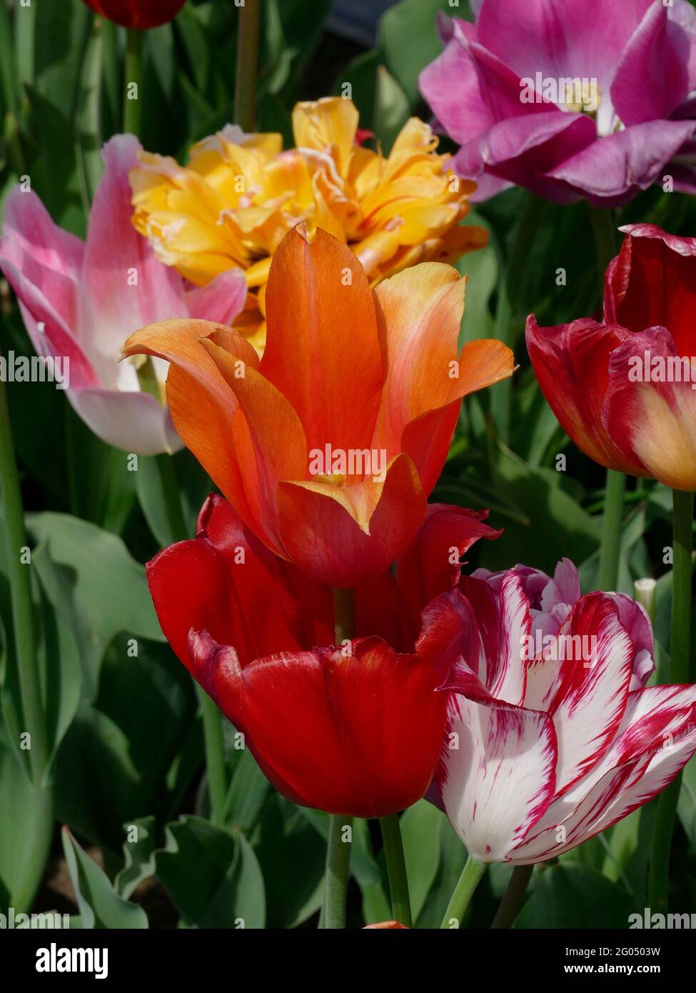 The Award Winning Tulip Bunch includes the Orange Ballerina Tulip, Pink and White Marilyn Tulip, Monsella, Ballade, and Banja Luka Tulip Stock Photo