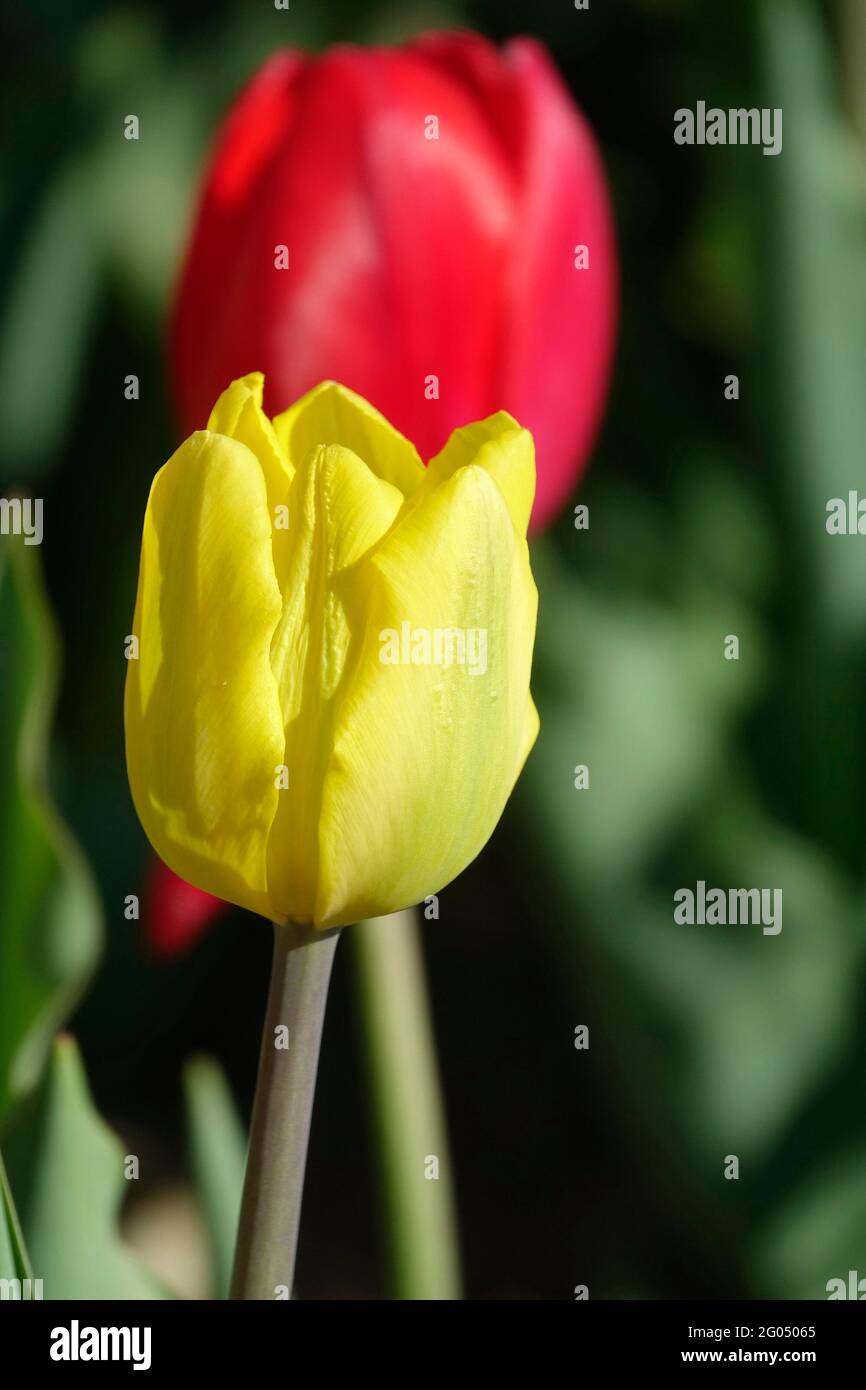 A Yellow Emperor Triumph Tulip Stands Tall in front of a Red Heartbreaker Tulip in a Garden Stock Photo
