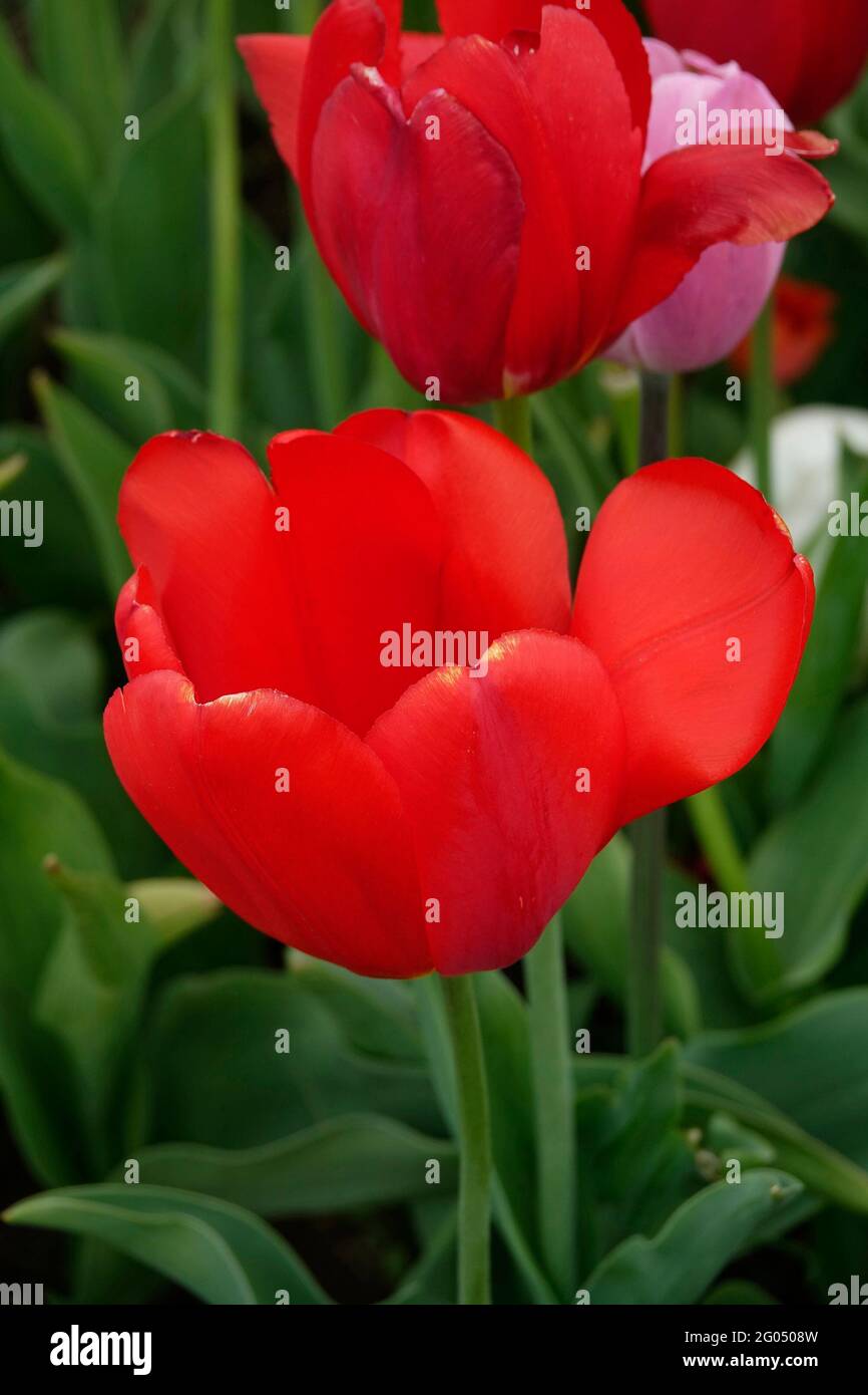A Red Heartbreaker Triumph Tulip with Smooth Vibrant Petals Stock Photo