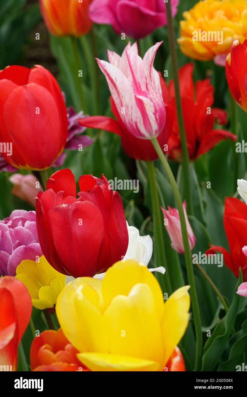 A Stretch Mix of Heartbreaker Red Tulips among Yellow Emperor Tulips, Double Flowering Tulips and Lily-Flowering Marilyn Tulip in a Garden Stock Photo