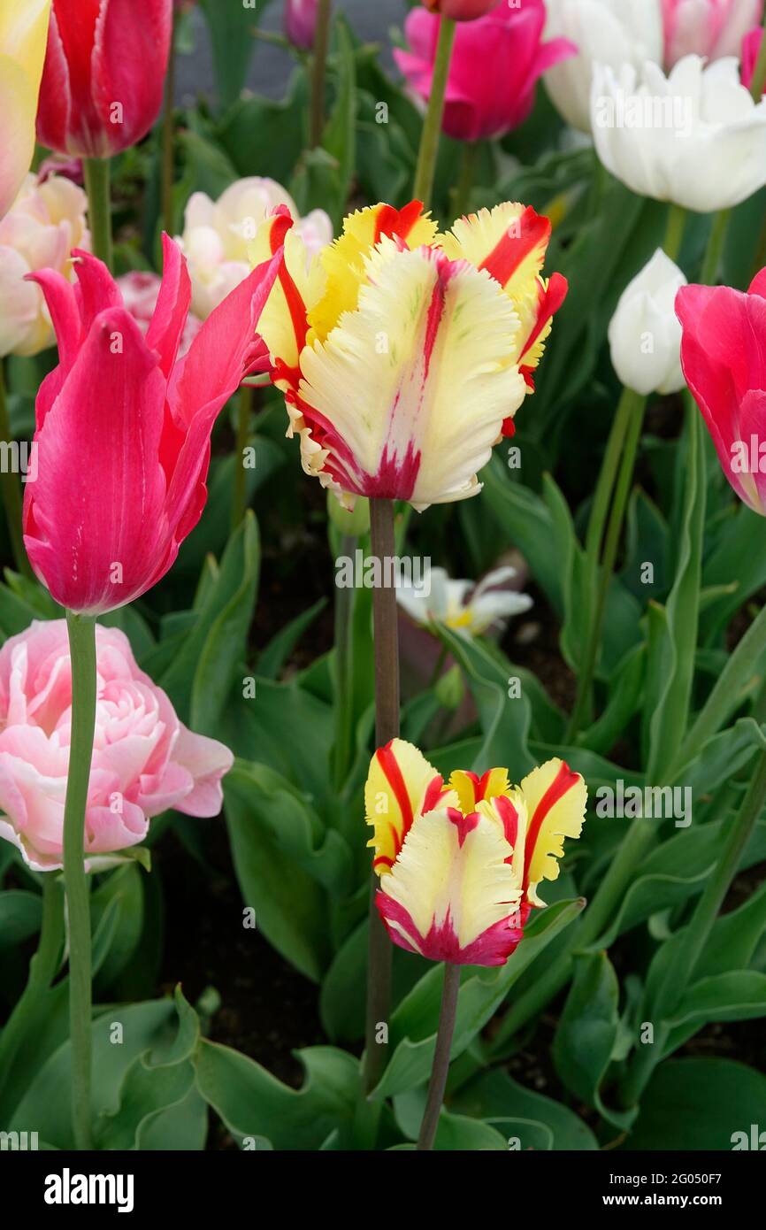 A Stretch Tulip Mix of Parrot Tulips like the Flaming Parrot and Lily Flowering Tulips like the Mariette in a Garden Stock Photo