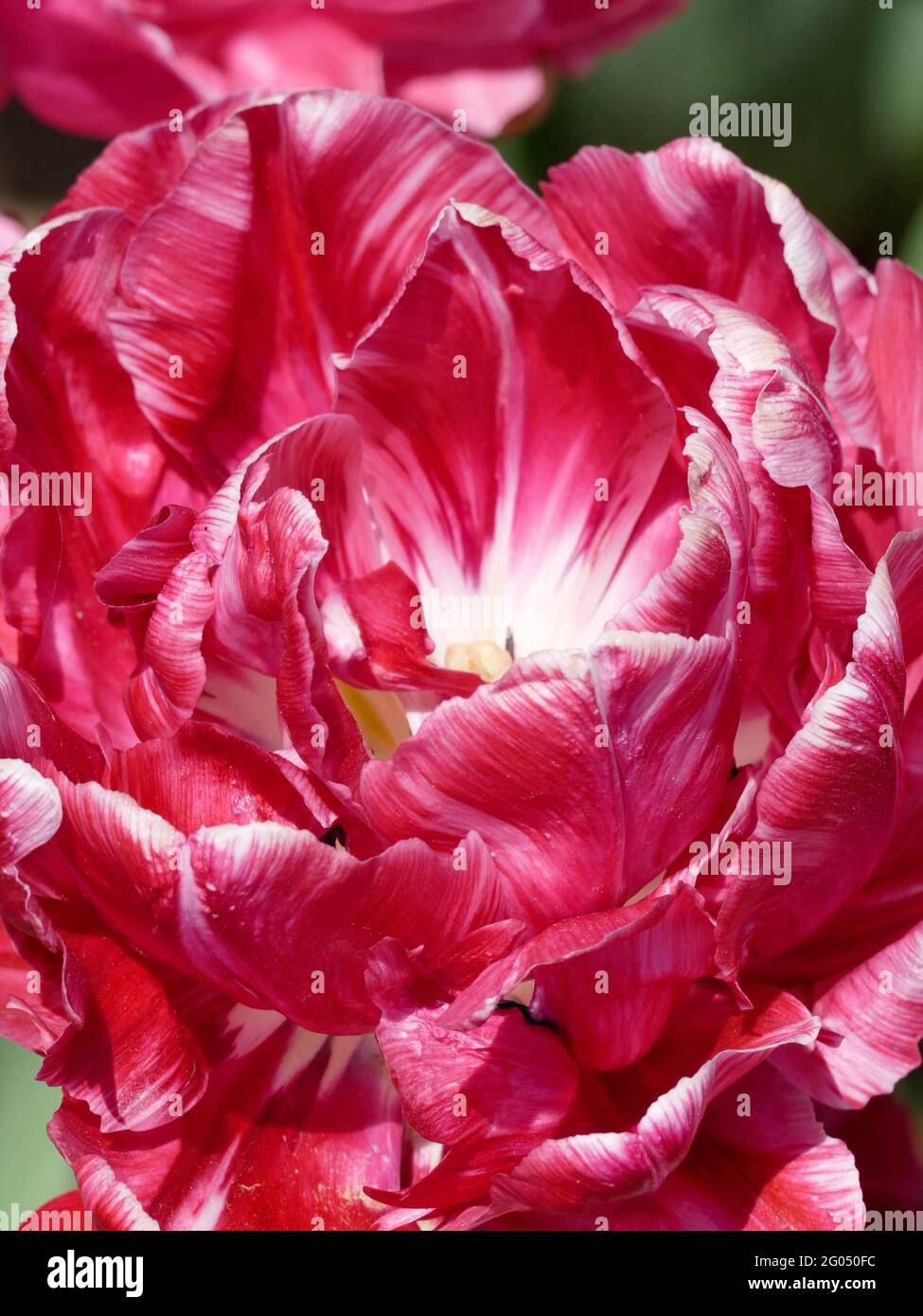 A Close Up Photograph of a Backpacker Tulip with Double Pink and White Streaked Petals Fully Blossomed Stock Photo