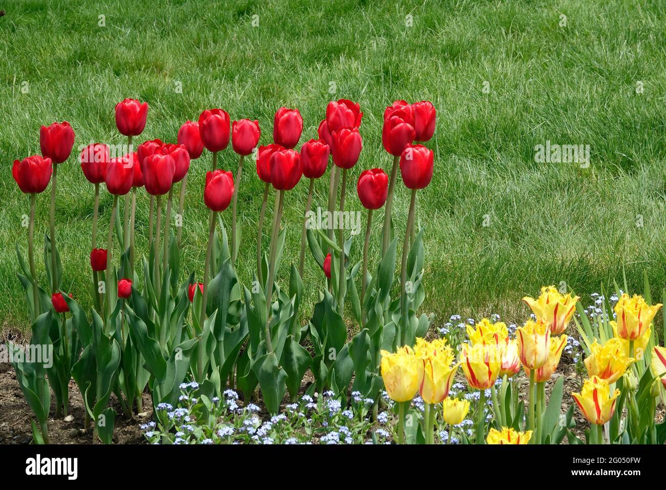 Red and Tall Heartbreaker Tulips Alongside Yellow and Red Striped Fringed Petal Party Clown Tulips Stock Photo