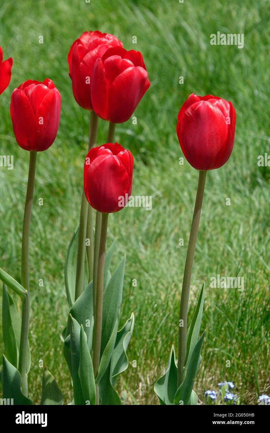 Bright Red Heartbreaker Tulips Growing Tall a Garden with Soft Triumph Petals and Beautiful Shadows Stock Photo