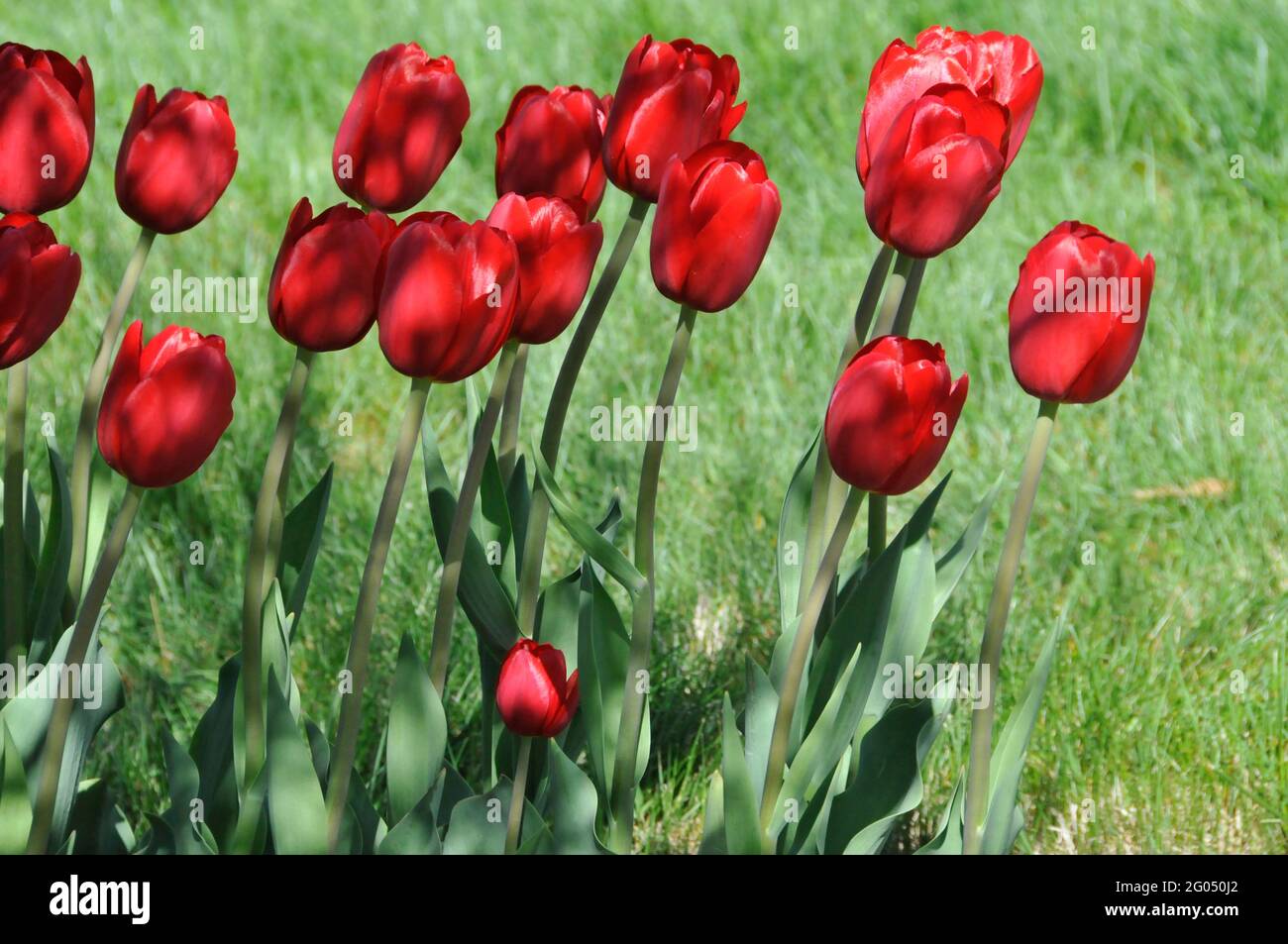 Bright Red Heartbreaker Tulips Growing Tall a Garden with Soft Triumph Petals and Beautiful Shadows Stock Photo