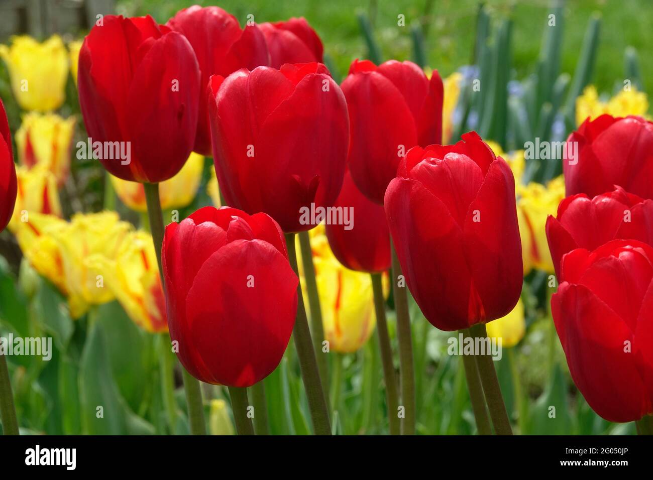 Bright Red and Tall Heartbreaker Tulips In Front of Yellow and Red Striped Fringed Petal Party Clown Tulips Stock Photo