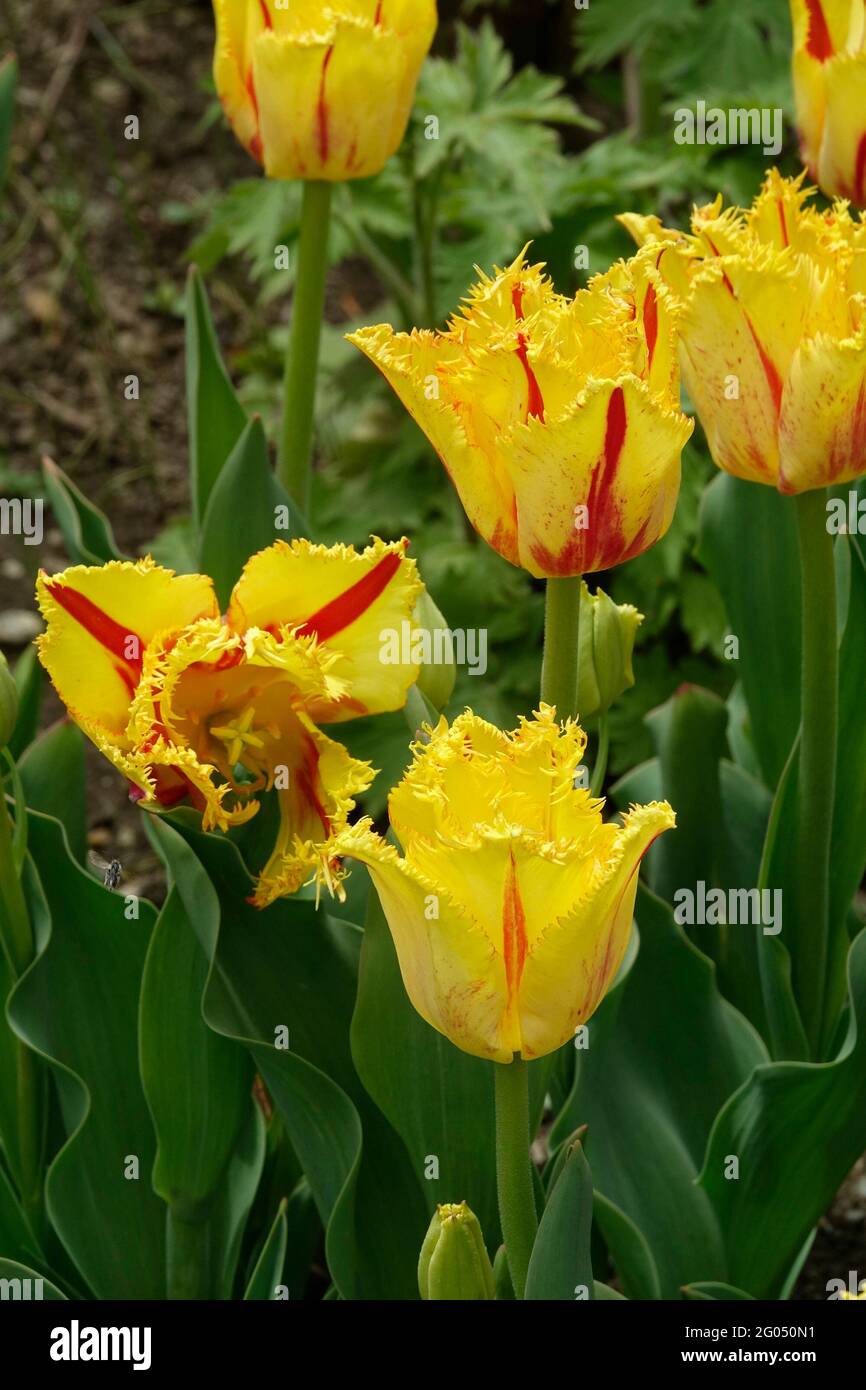 Yellow Fringed Party Clown Tulips with Red Stripes along the Pointed Ruffled Petals Stock Photo