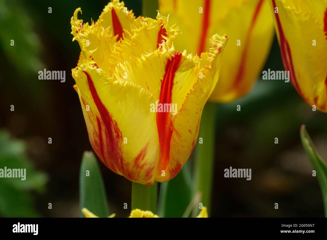 Yellow Fringed Party Clown Tulips with Red Stripes along the Pointed Ruffled Petals Stock Photo