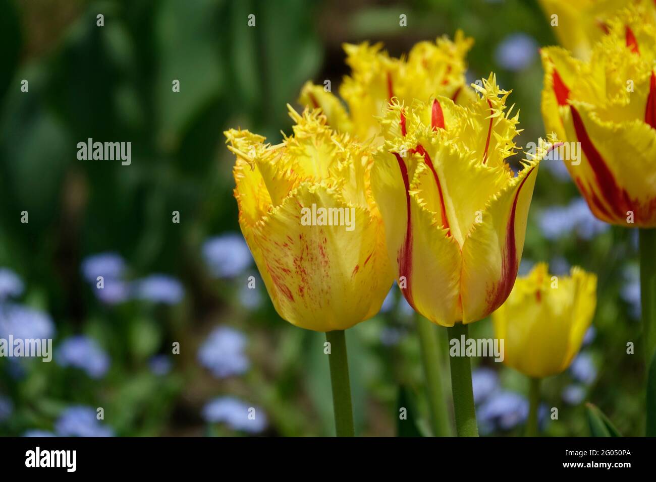 Two toned varieties of tulip hires stock photography and images Alamy