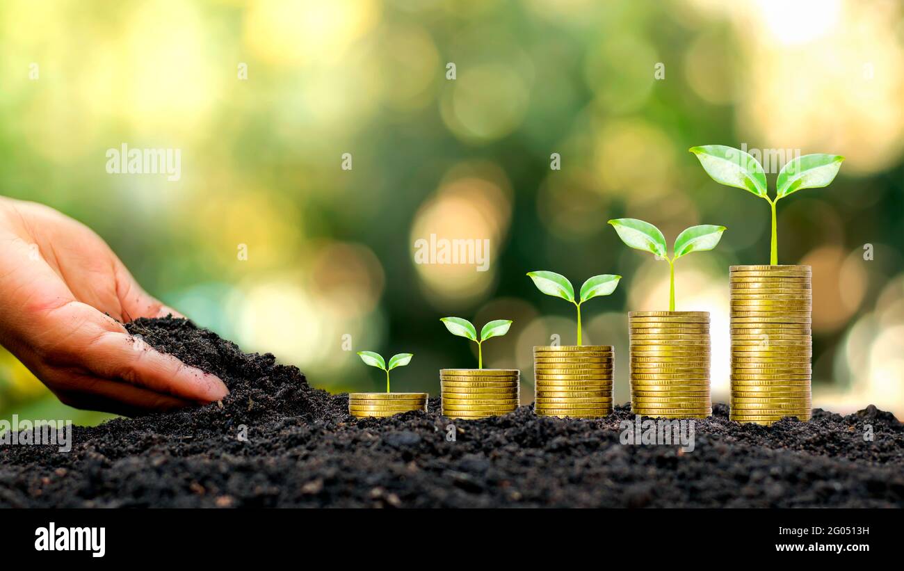 Hands that are putting soil on trees growing on gold coins and natural background. Concept of successful financial growth and business management. Stock Photo