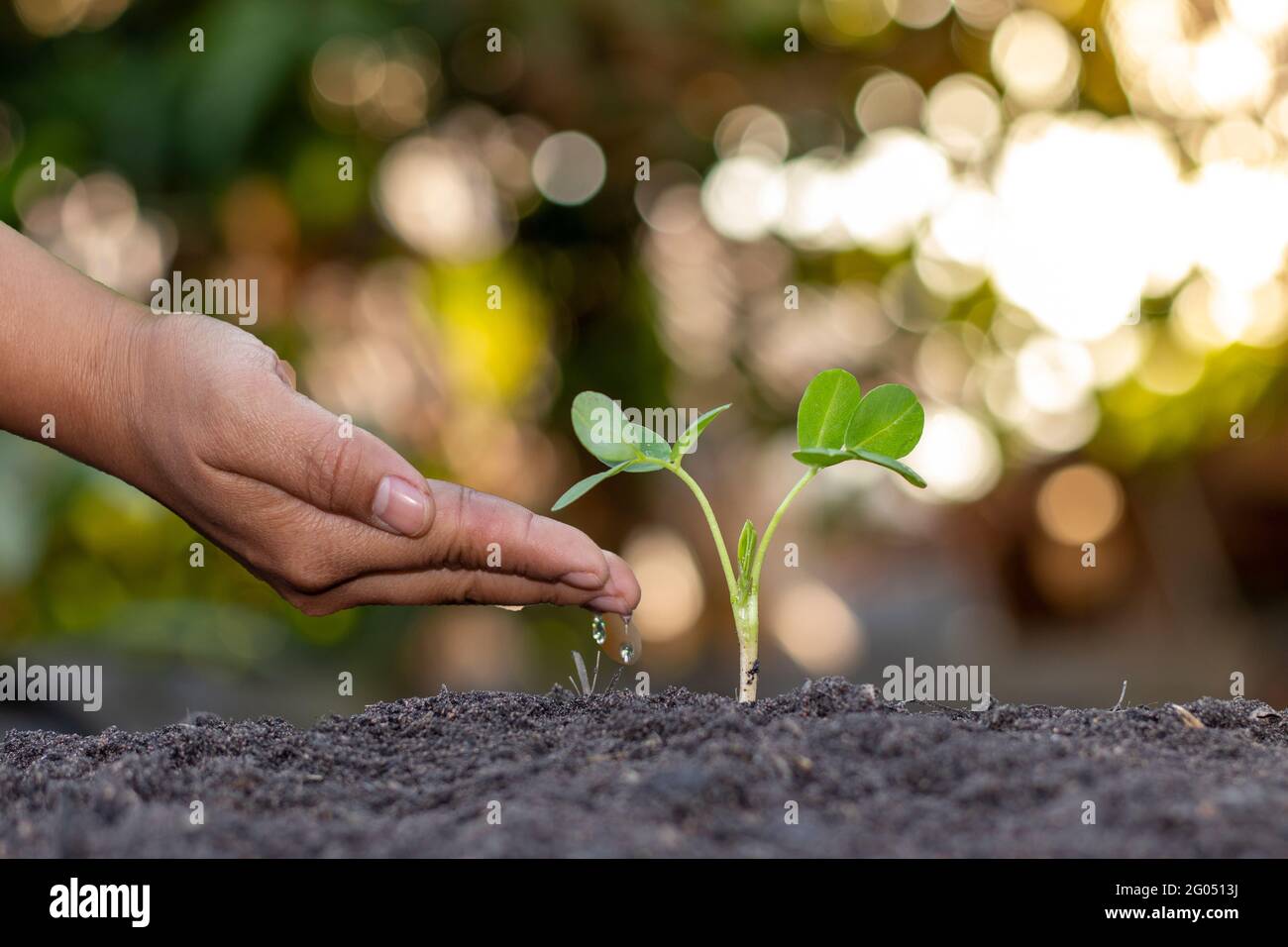 Farmer's hand planting, watering young plants in green background, concept of natural plant seeding and growing. Stock Photo