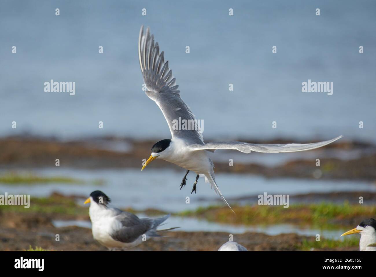 Crested Tern landing Stock Photo