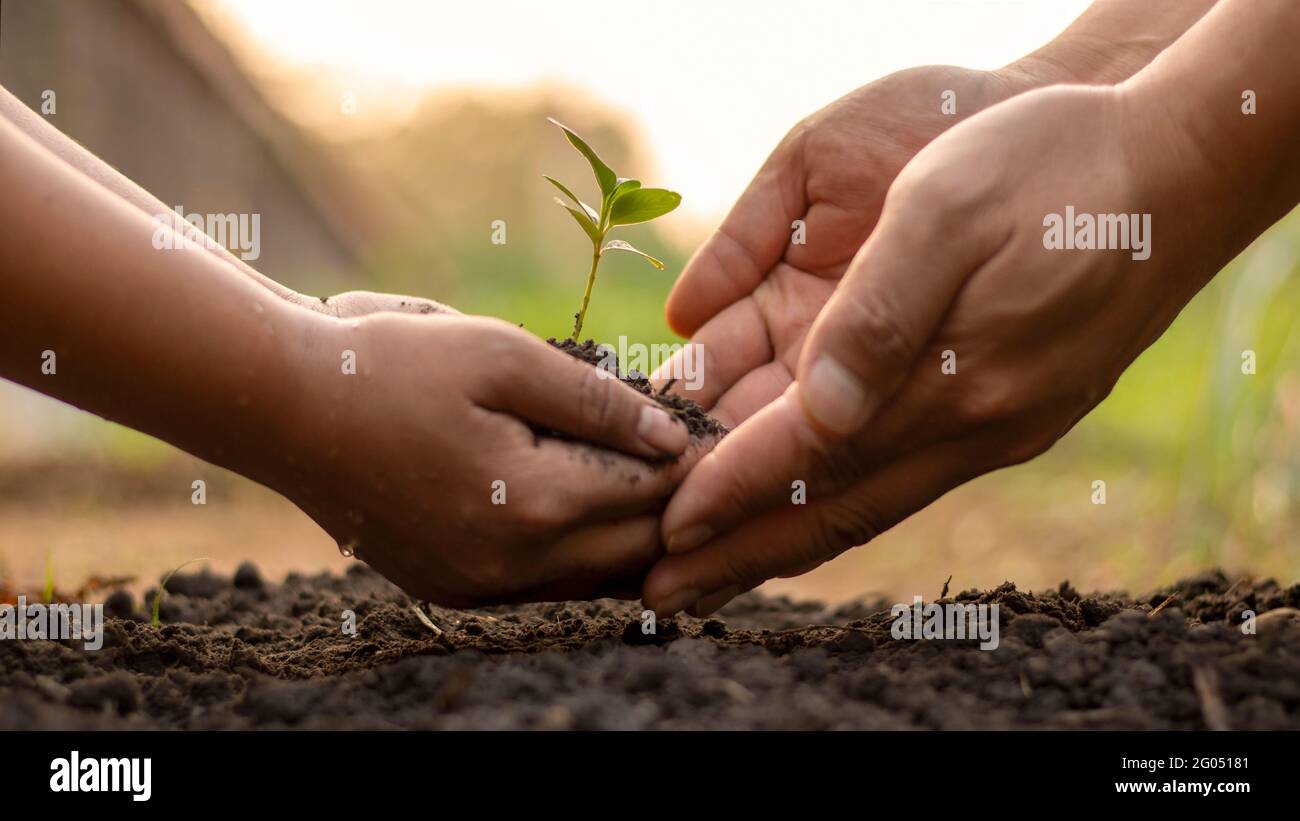 Children and adults work together to plant small trees in the garden, planting ideas to reduce air pollution or PM2.5 and reduce global warming. Stock Photo