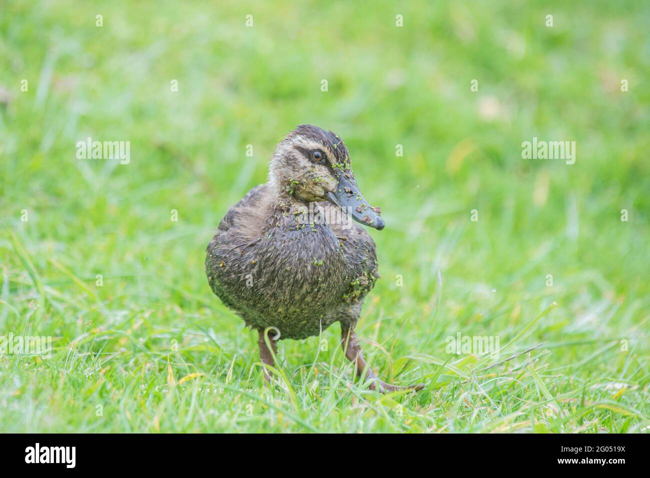 Immature Pacific Black Duck Stock Photo Alamy