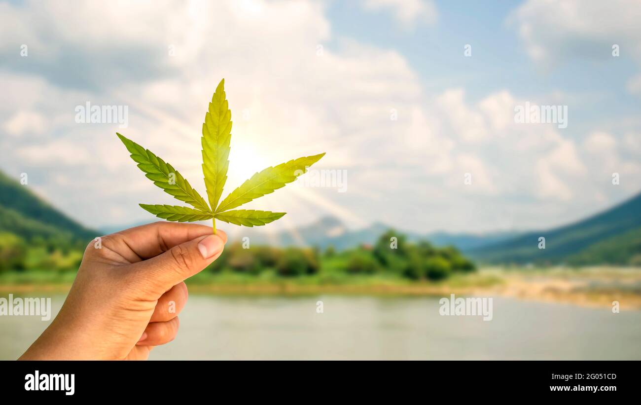 The use of non-psychoactive cannabidiol CBD in medicine.The cannabis leaf on hand includes a natural background to the concept of cannabis use for med Stock Photo