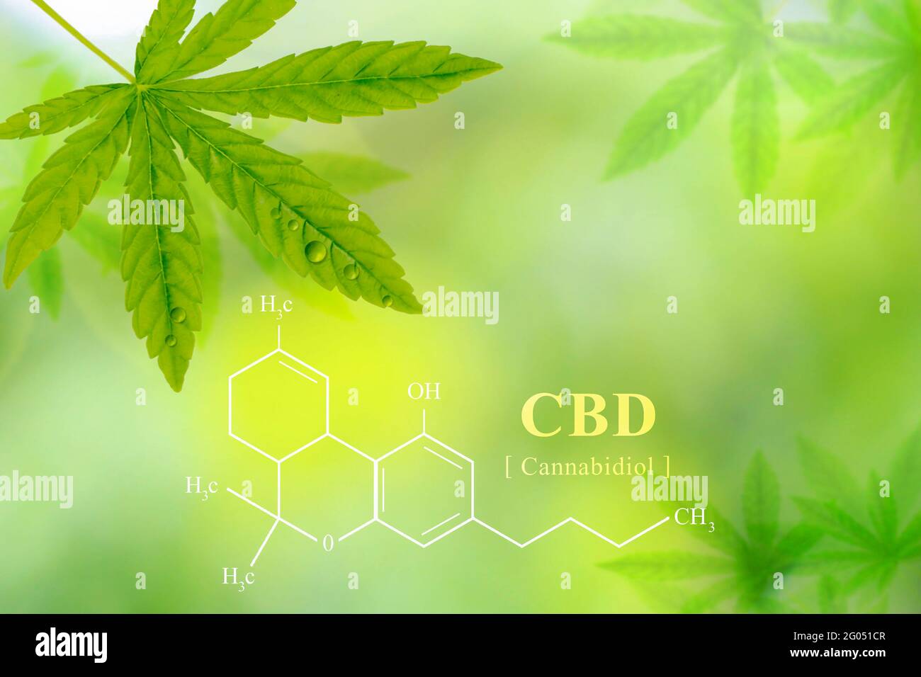 Cannabis for background or wallpaper. Chemical formula Cannabidiol (CBD) develops premium cannabis and cannabis products for medical purposes. Stock Photo