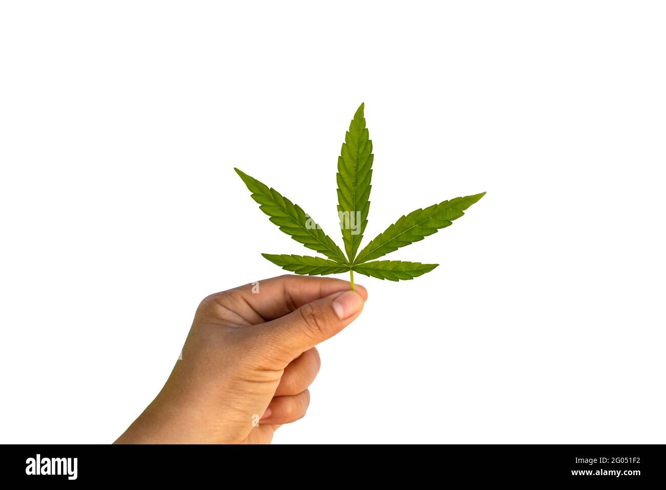 The green leaves of cannabis are in hand isolated on white background with the clipping path. Concept of using cannabis for medical benefit. Stock Photo