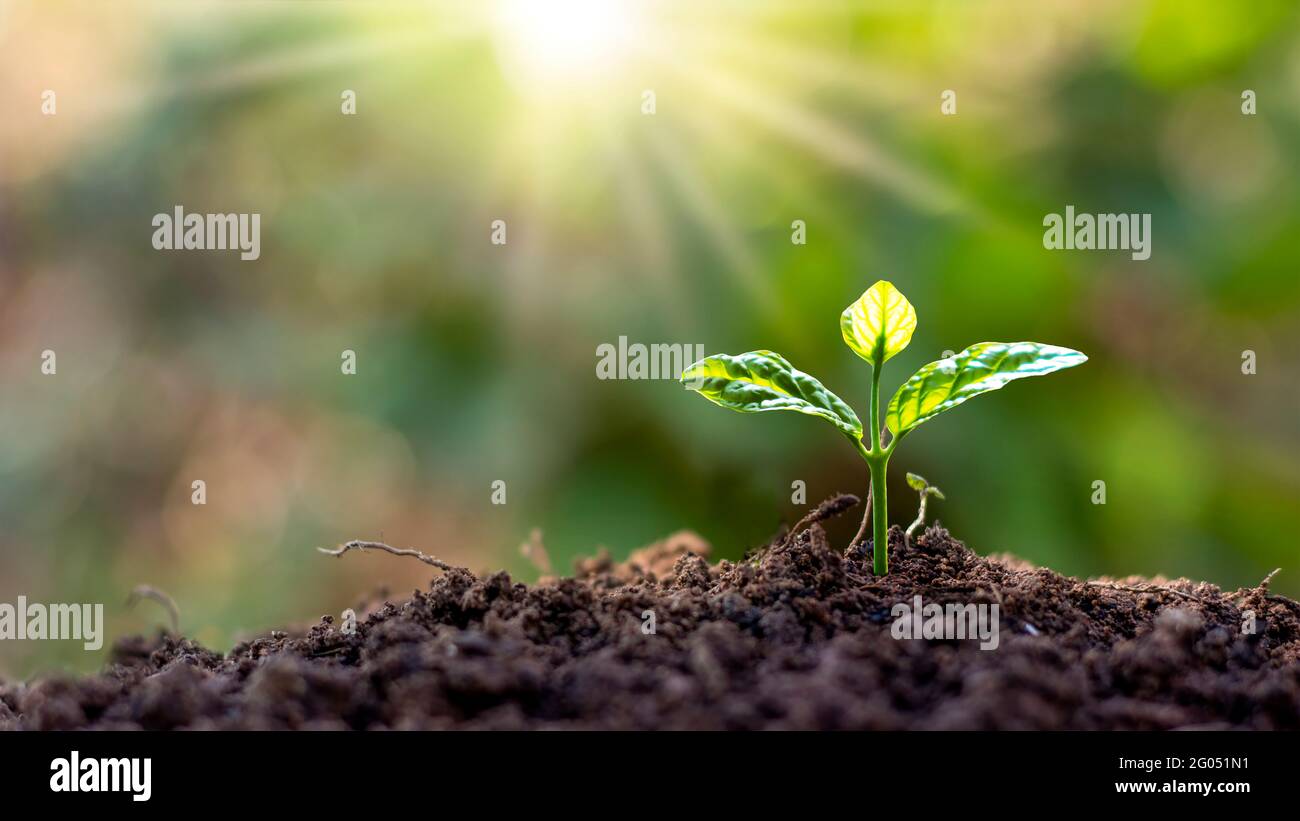 Small trees with green leaves growing naturally and soft sunlight, sustainable plant growth idea. Stock Photo