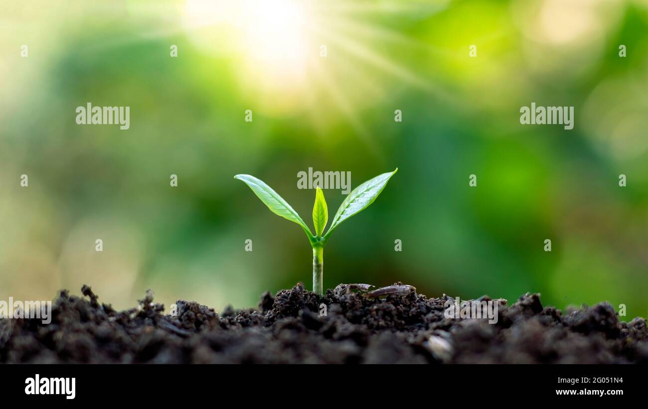 The seedlings grow from fertile soil and the morning sun shines. Ecology and ecological balance concept. Stock Photo