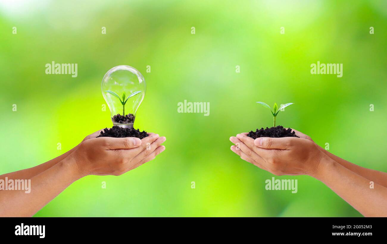 Exchange of trees and trees planted in light bulbs to save human hands energy, Earth Day and environmental conservation ideas. Stock Photo
