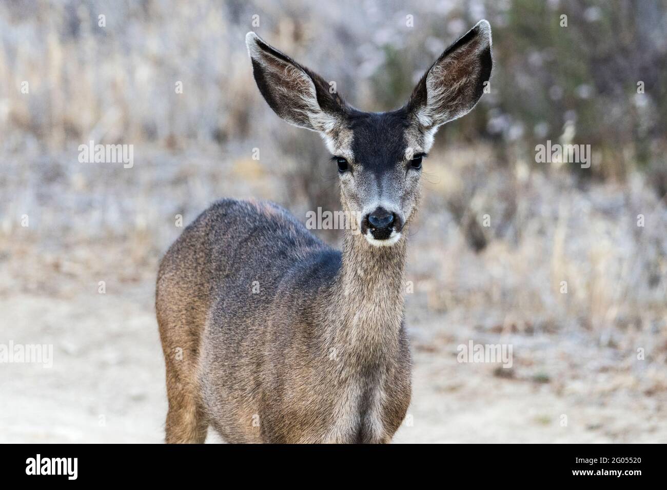 Friendly Mule Deer at Rocky Peak Park in the Santa Susana Mountains near Los Angeles and Simi Valley, California.looking, Stock Photo