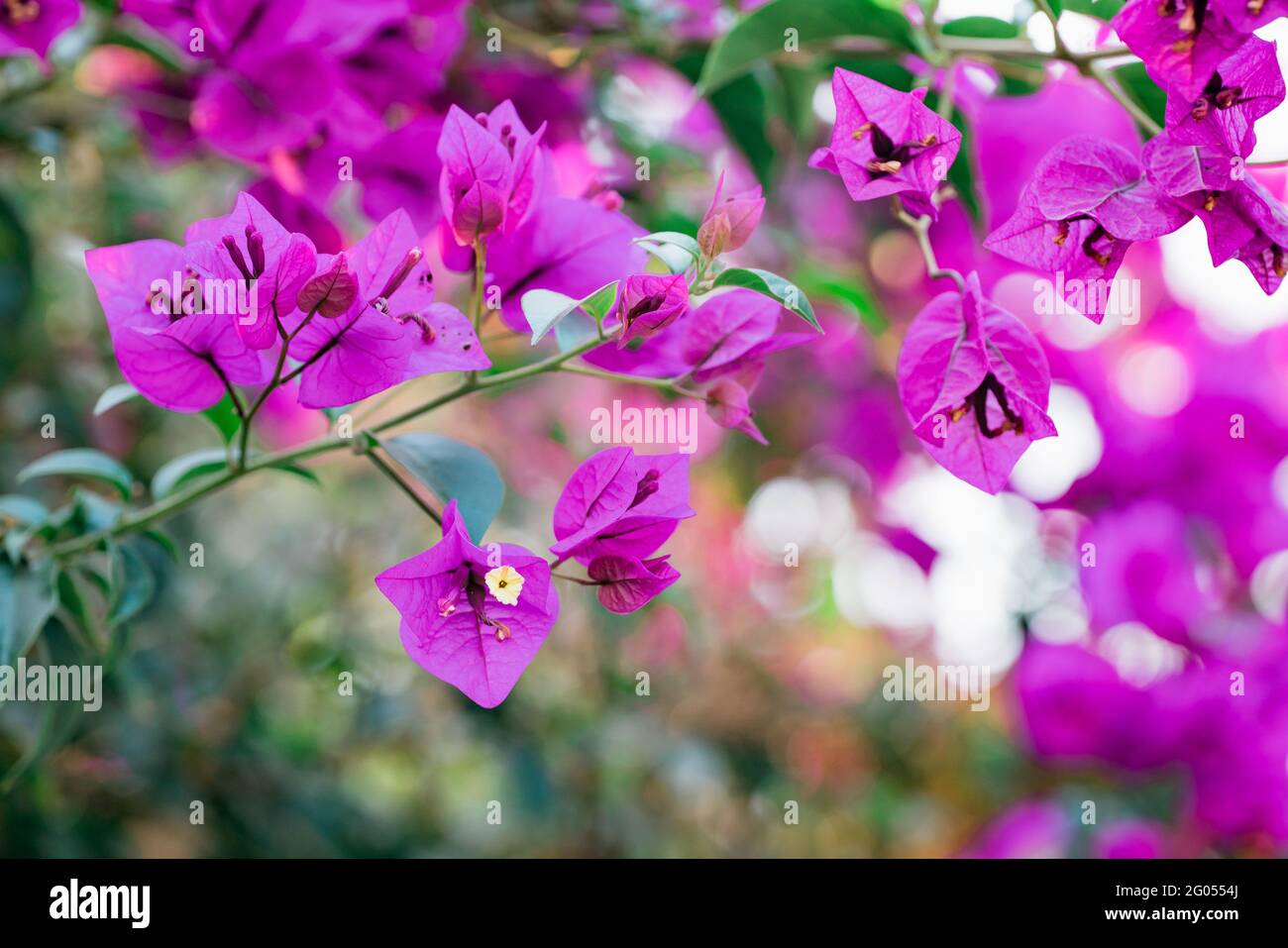 Blooming Bougainvillea tree. Bright tropical hot pink flowers and green