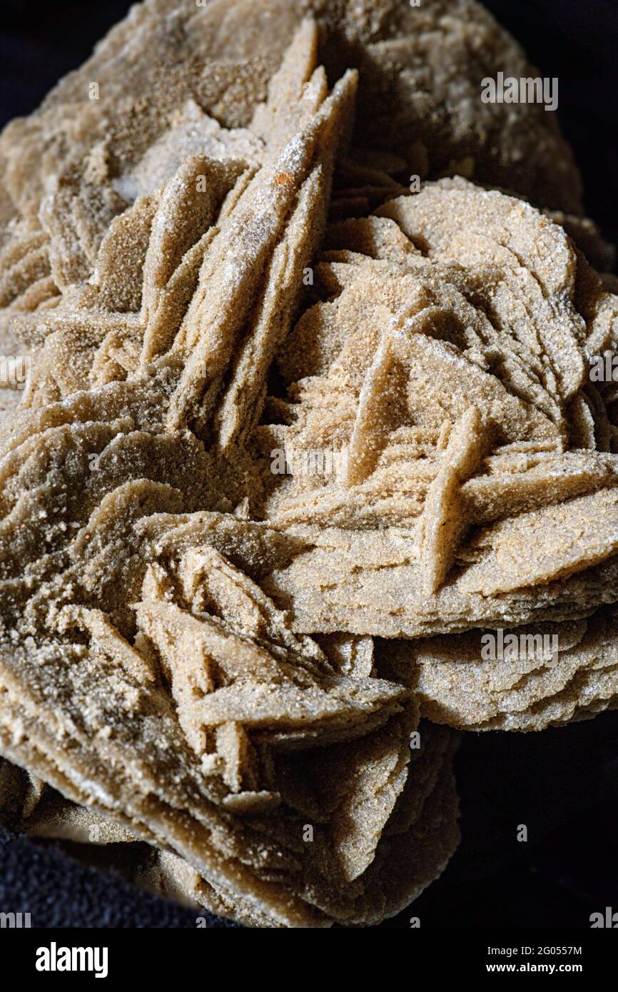 A desert rose is an intricate rose-like formation of crystal clusters of gypsum or baryte which include abundant sand grains Stock Photo