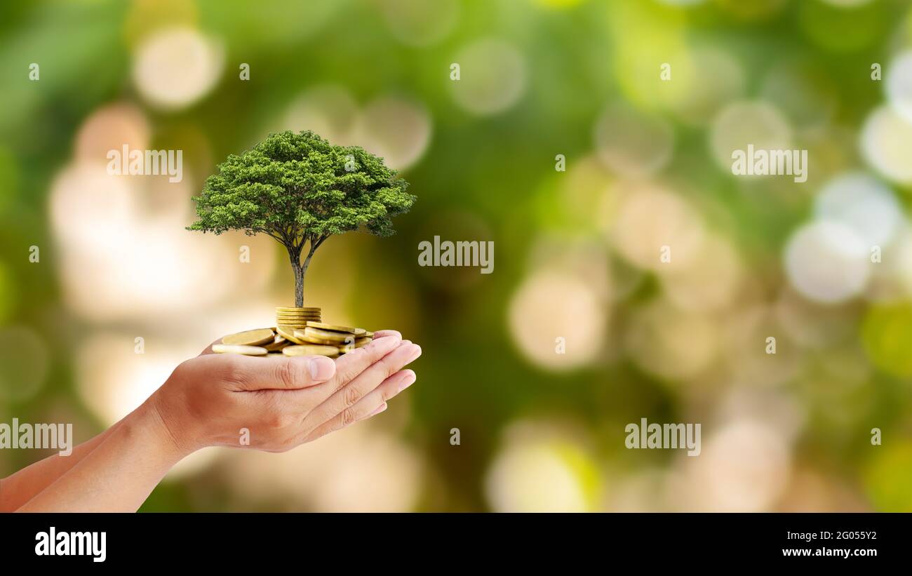 Trees are planted on coins in human hands with blurred natural backgrounds, plant growth ideas, and environmentally friendly investments. Stock Photo