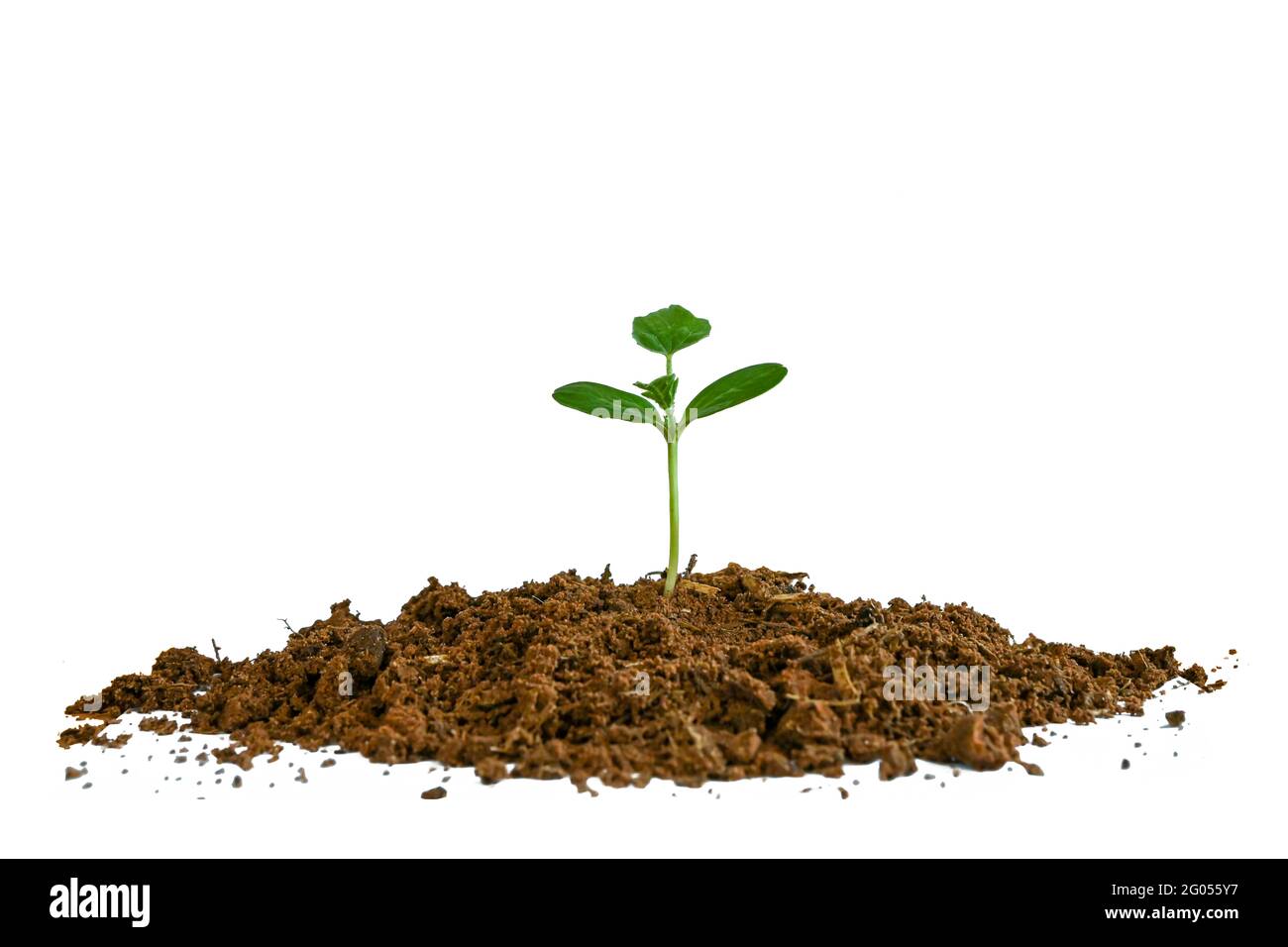 A seedling with green leaves sprouting from separate soil on a white background. Stock Photo