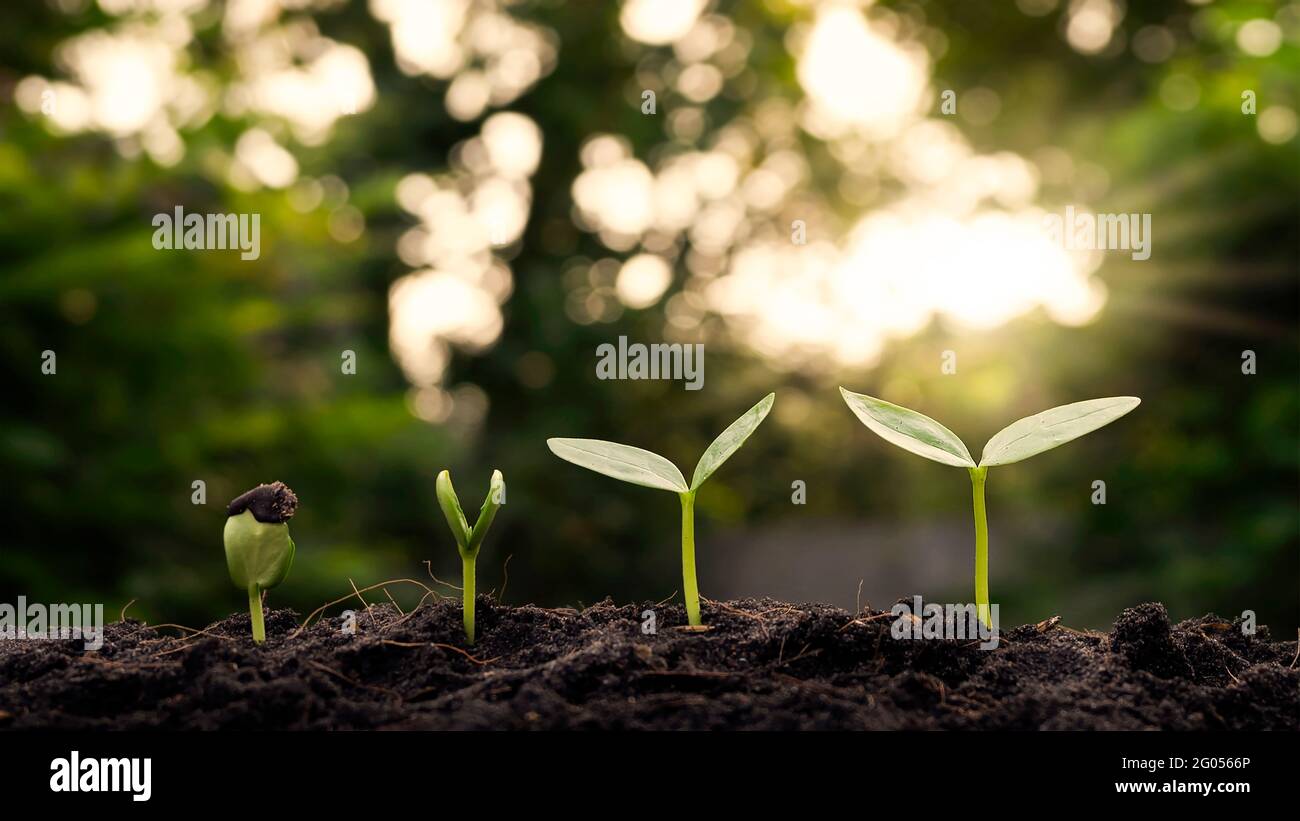 Small trees with green leaves grow naturally, the concept of agriculture and sustainable plant growth. Stock Photo