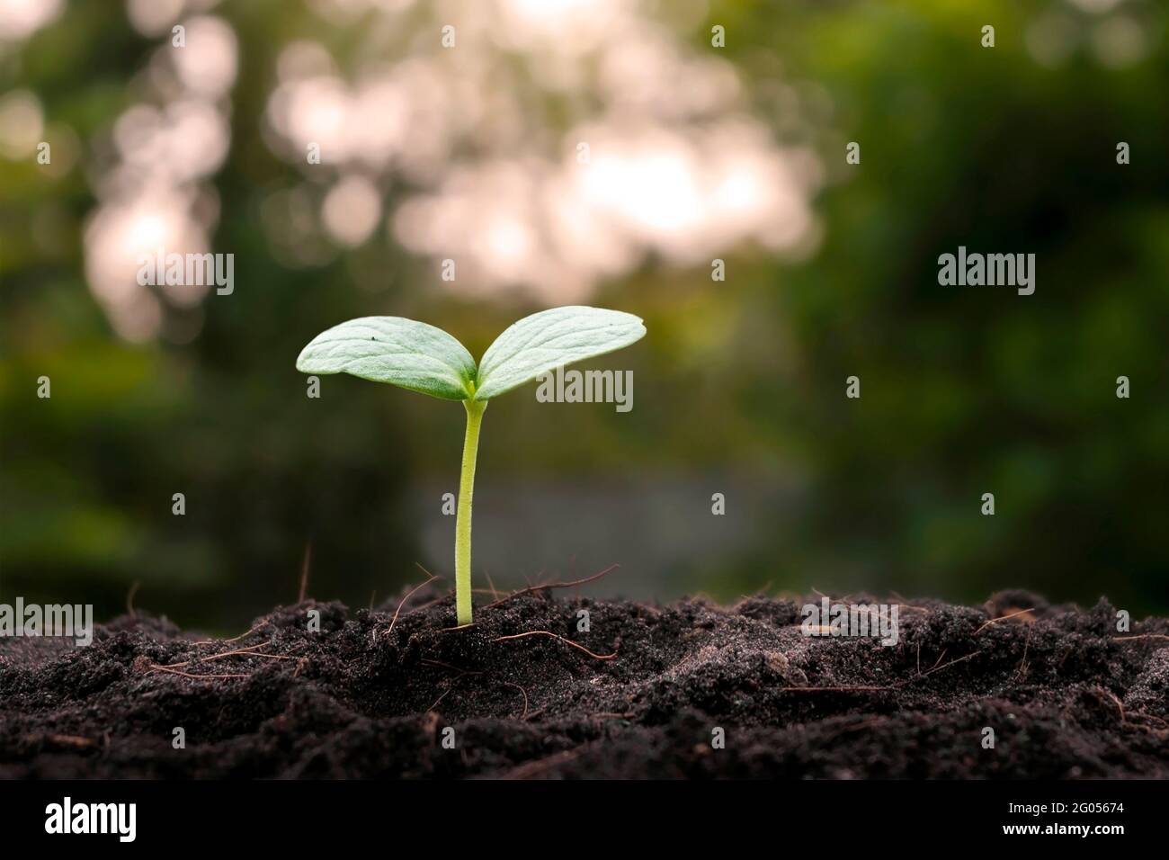 Small trees growing on fertile soil in nature, the concept of persistent plant growth and Earth Day. Stock Photo