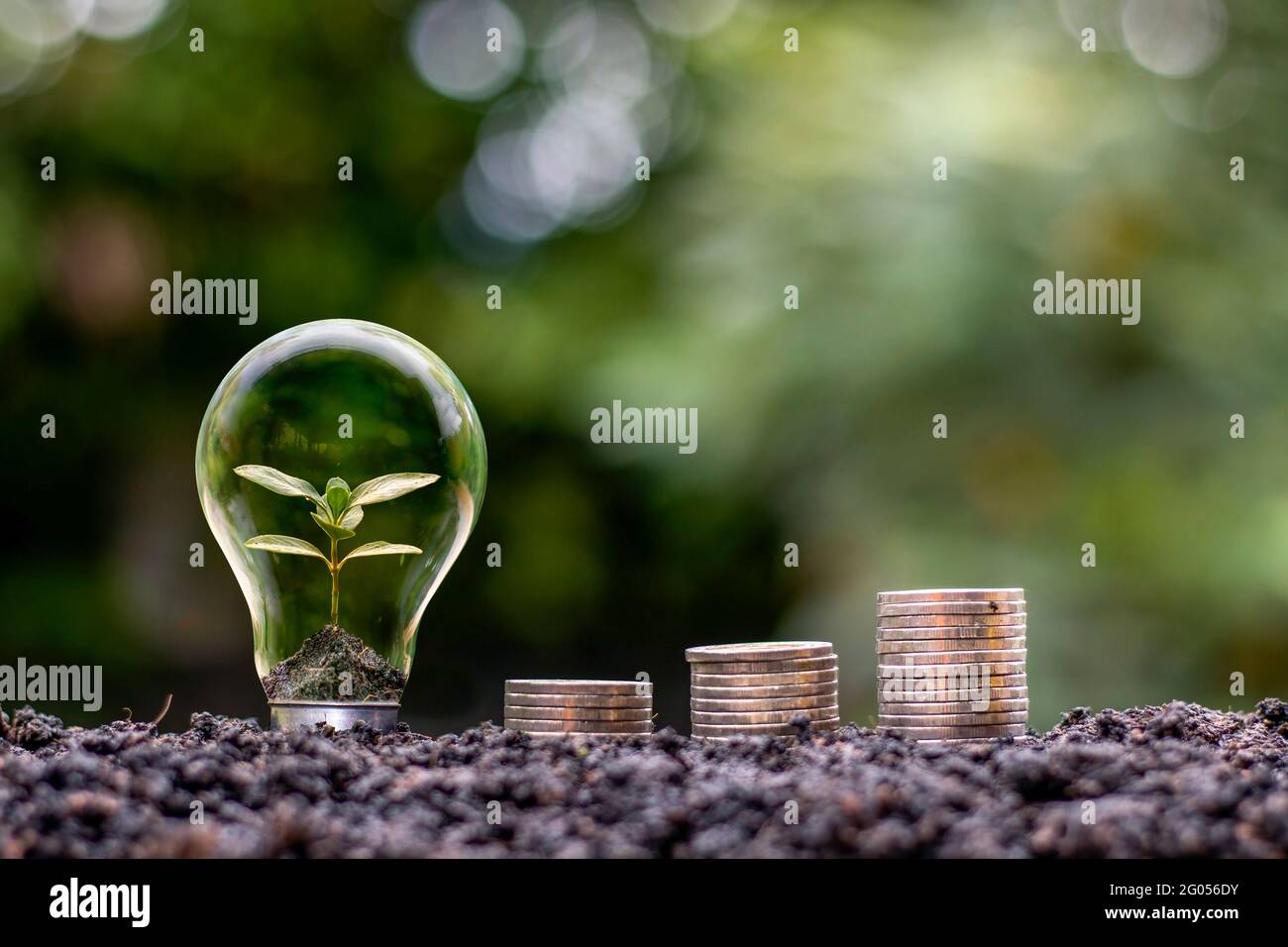 The tree grows in the bulb and the coin grows stacked with a financial and investment growth idea. Stock Photo