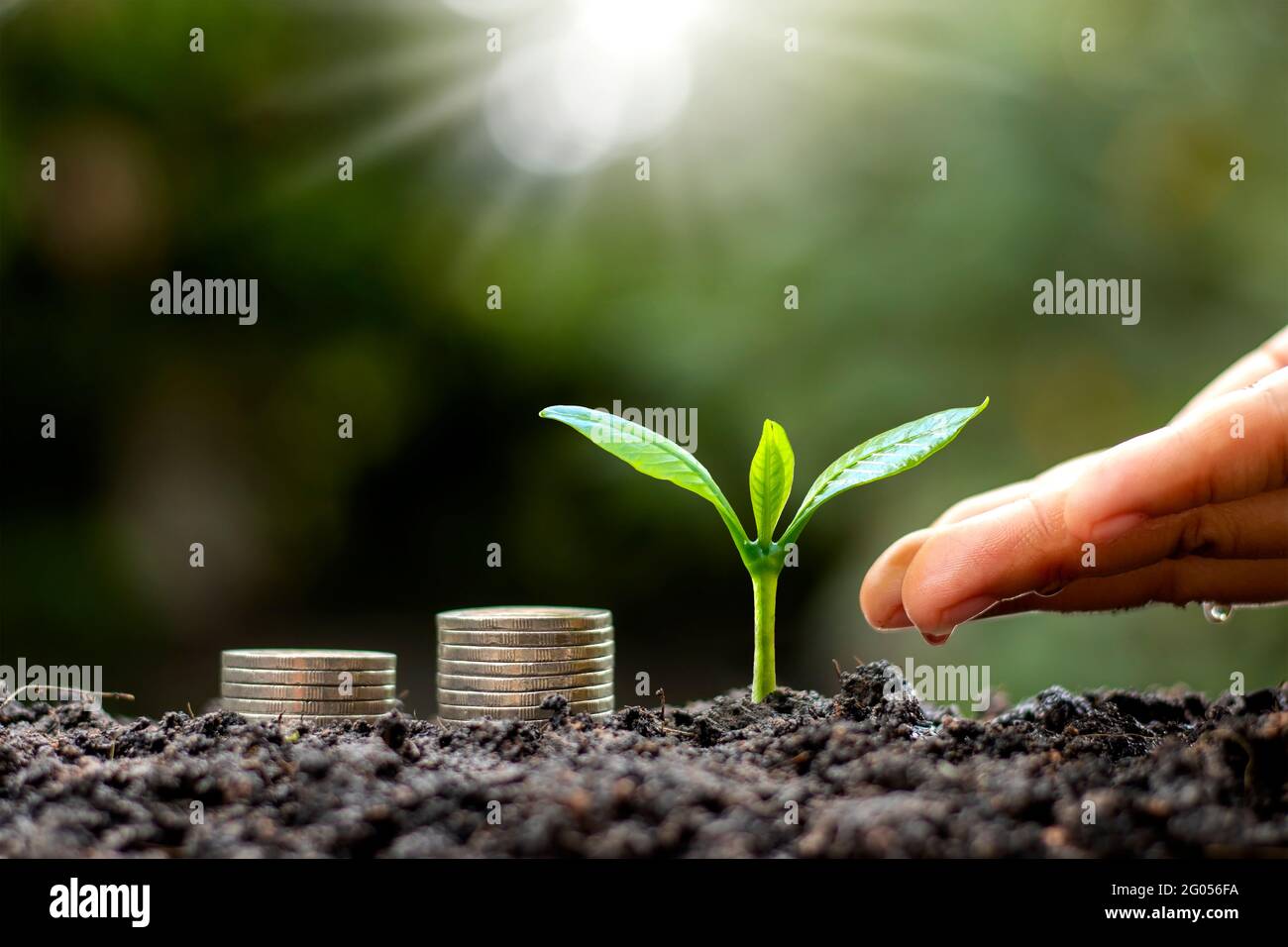 Hands are watering plants growing on the ground and stacked coins, financial and business success ideas. Stock Photo