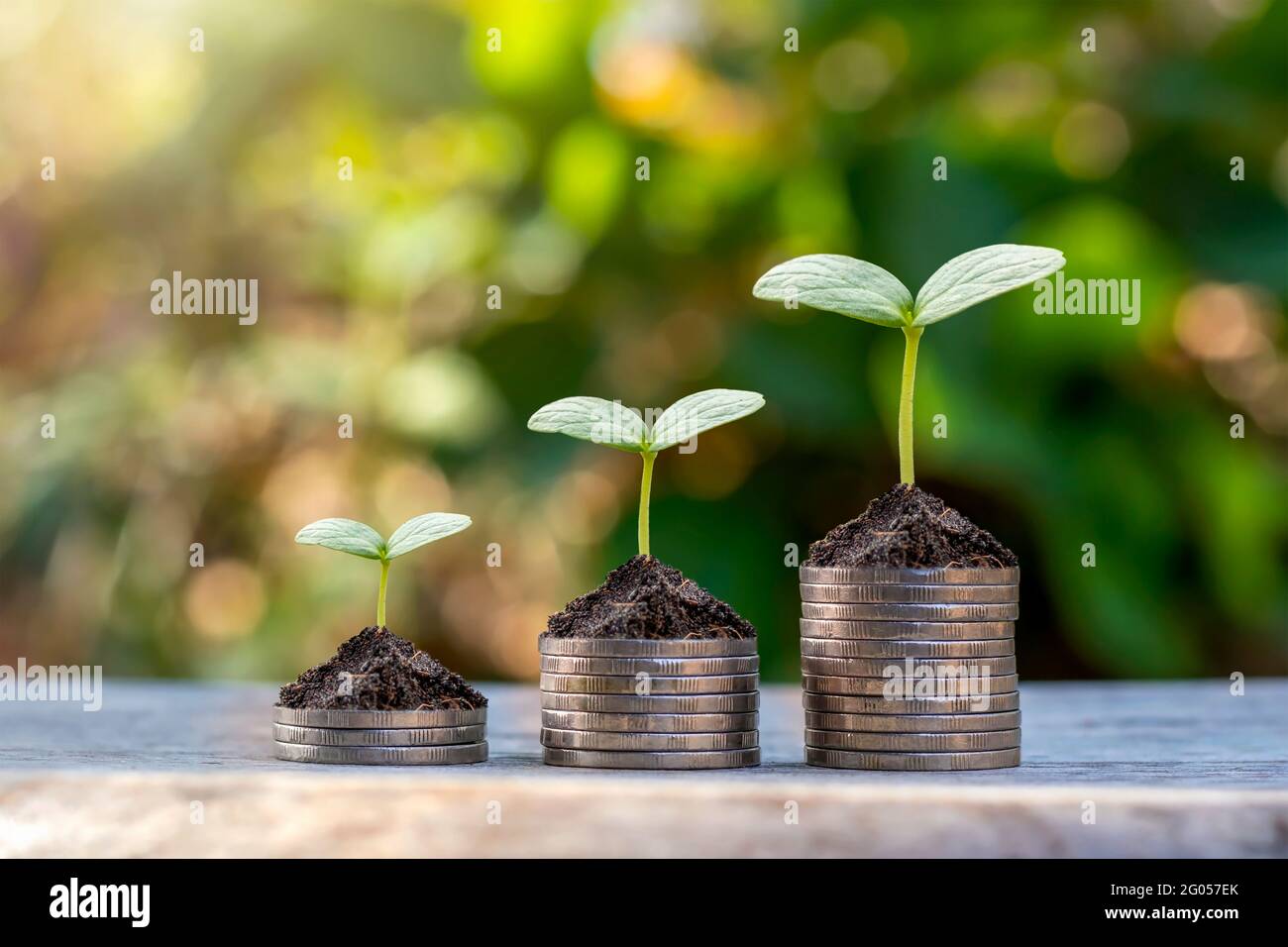 Coins and plants are grown on a pile of coins for finance and banking. The idea of saving money and increasing finances. Stock Photo
