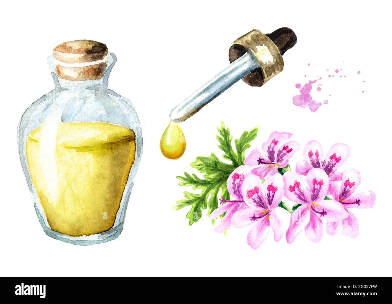 Pelargonium graveolens or Pelargonium x asperum, geranium flower and essential oil set. Watercolor hand drawn illustration, isolated on white backgrou Stock Photo