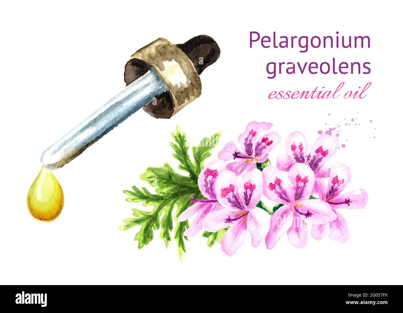 Pelargonium graveolens or Pelargonium x asperum, geranium flower and essential oil drop. Watercolor hand drawn illustration, isolated on white backgro Stock Photo