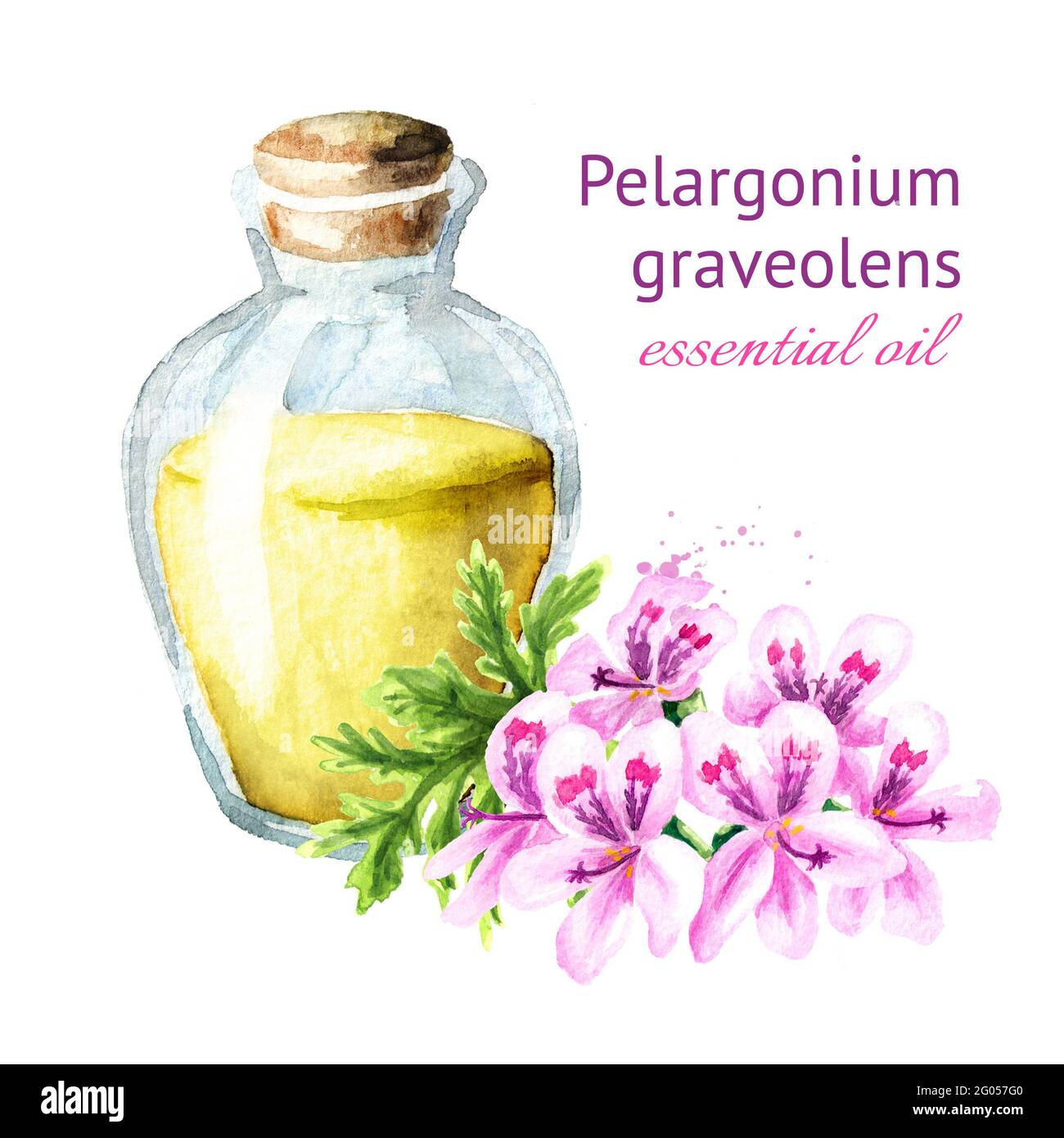 Pelargonium graveolens or Pelargonium x asperum, geranium flower and essential oil. Watercolor hand drawn illustration, isolated on white background Stock Photo