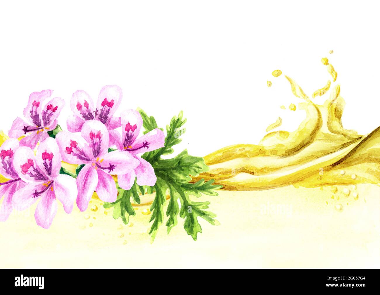 Pelargonium graveolens or Pelargonium x asperum, geranium flower and essential wave. Watercolor hand drawn illustration, isolated on white background Stock Photo