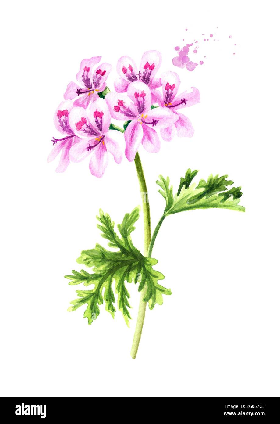 Pelargonium graveolens or Pelargonium x asperum, geranium plant, flower with leaves. Watercolor hand drawn illustration,  isolated on white background Stock Photo