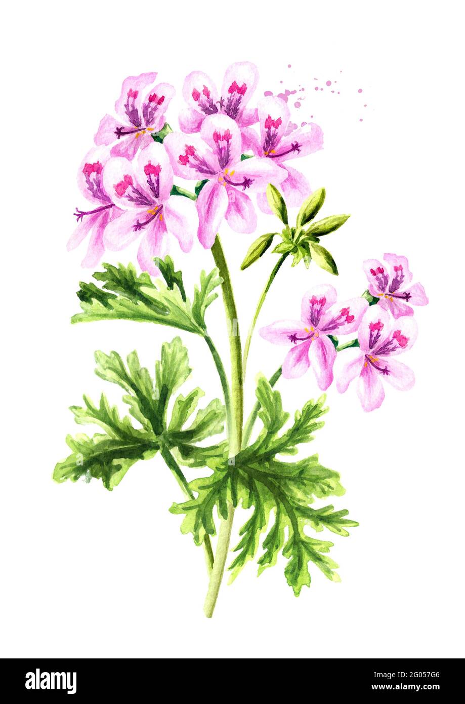 Pelargonium graveolens or Pelargonium x asperum, geranium plant, flower with leaves. Watercolor hand drawn illustration  isolated on white background Stock Photo