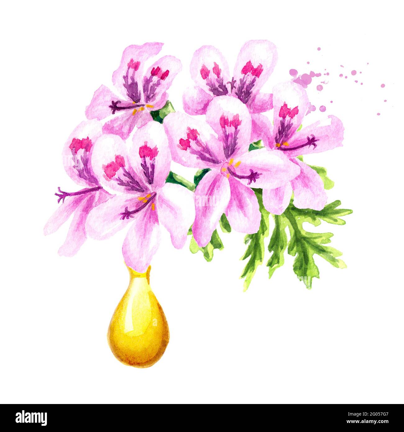 Pelargonium graveolens or Pelargonium x asperum, geranium flower and essential oil drop. Watercolor hand drawn illustration,  isolated on white backgr Stock Photo